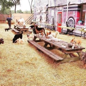 dog sleepover near me