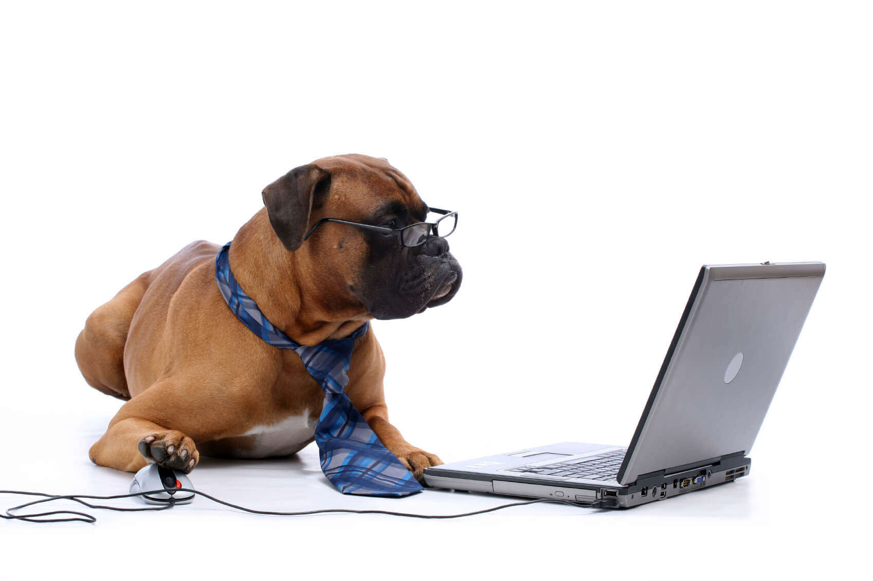 ноутбук собака the laptop dog без смс