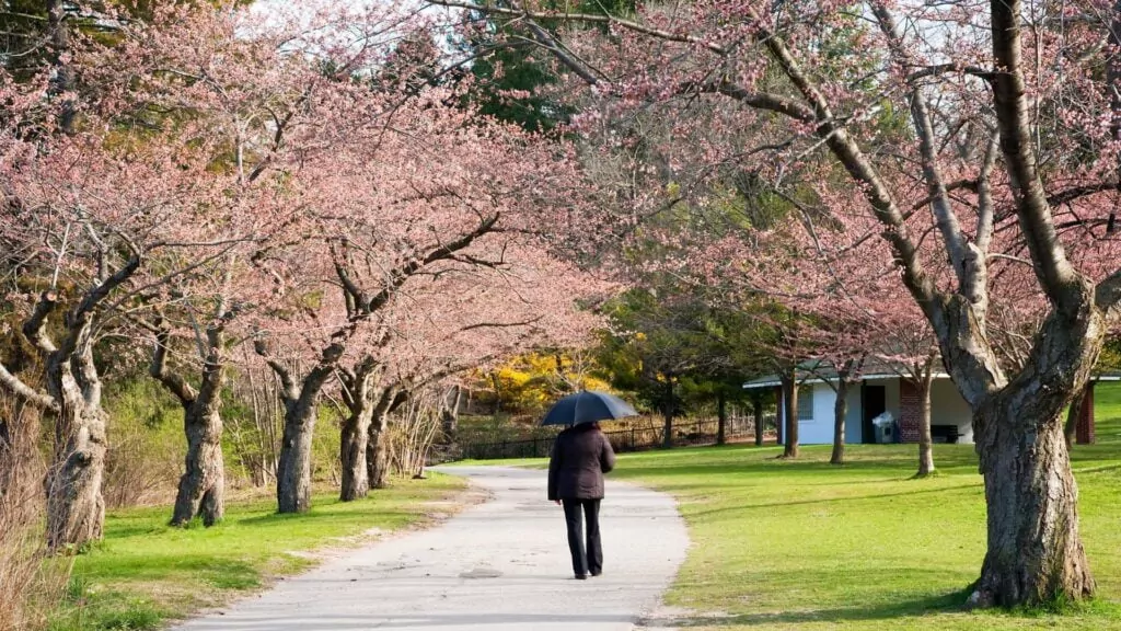 Cherry Blossoms at High Park