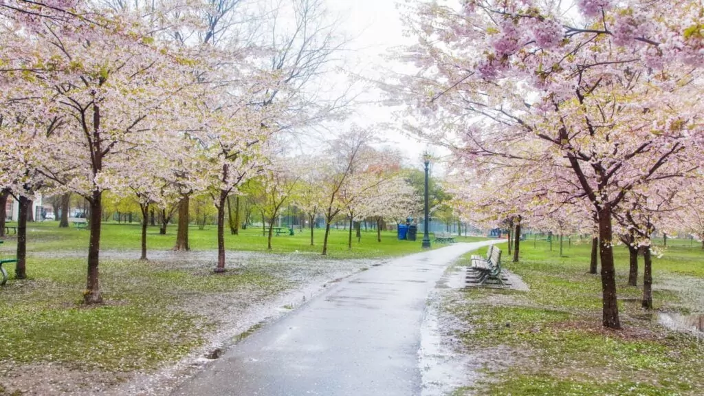 Cherry Blossoms at Trinity Park