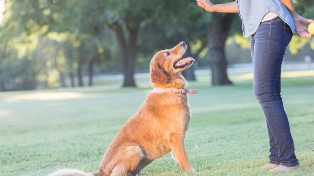 Dog sitting Training