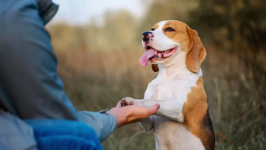 Dog giving paw