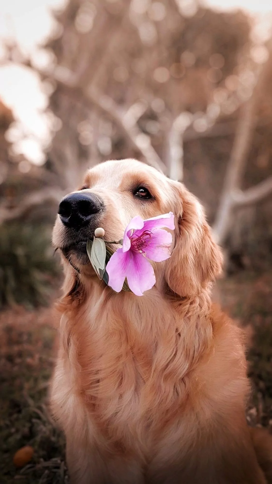 Golden retriever with purple flower in mouth.