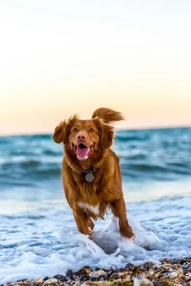 dog running in the water