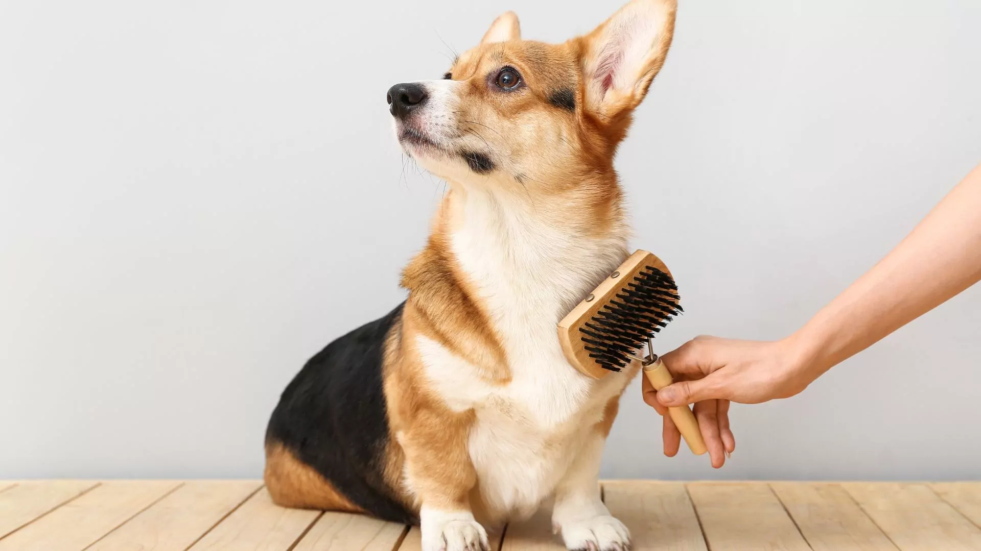 Person brushing a corgi with a wooden brush