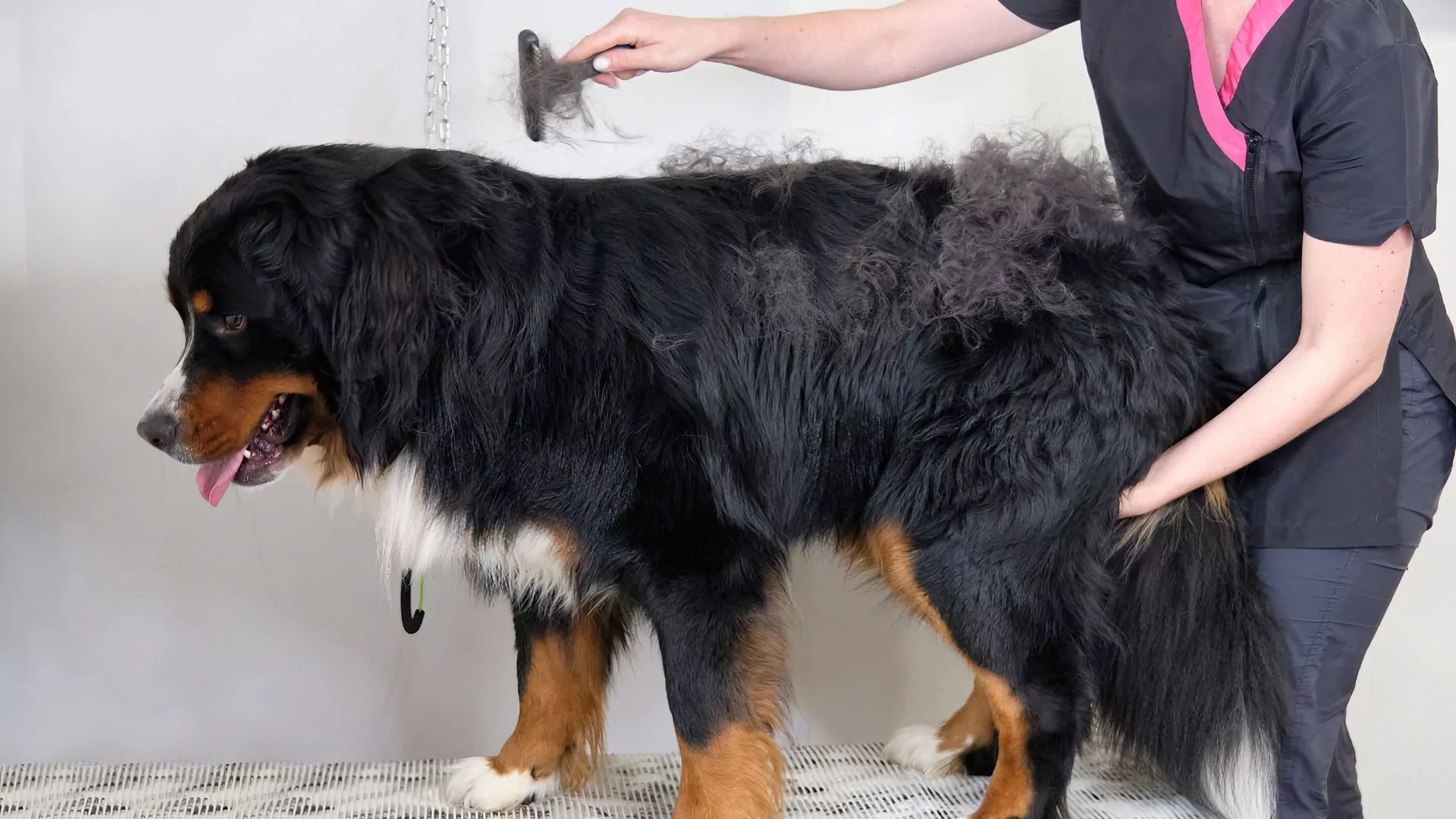 Groomer brushing large black dog.