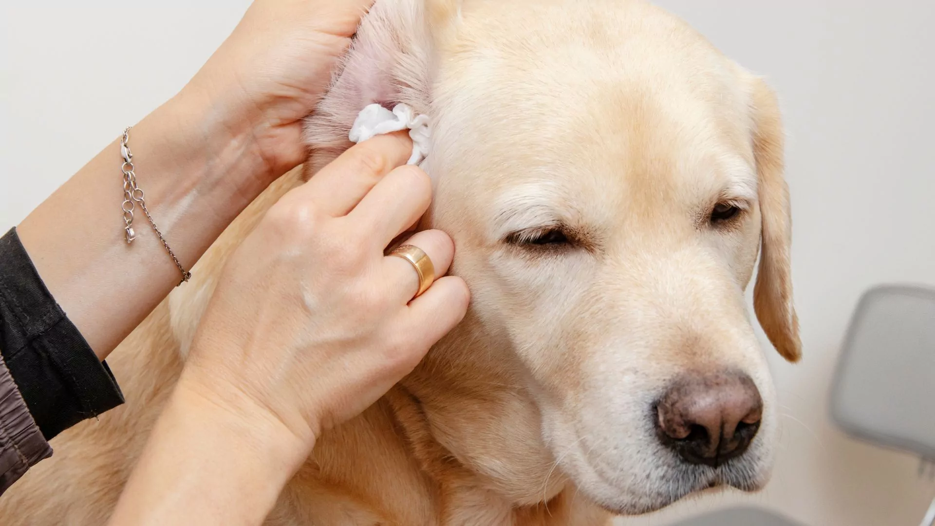 Person cleaning dog's ear with cotton.