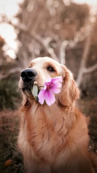 Golden retriever holding a flower with its mouth