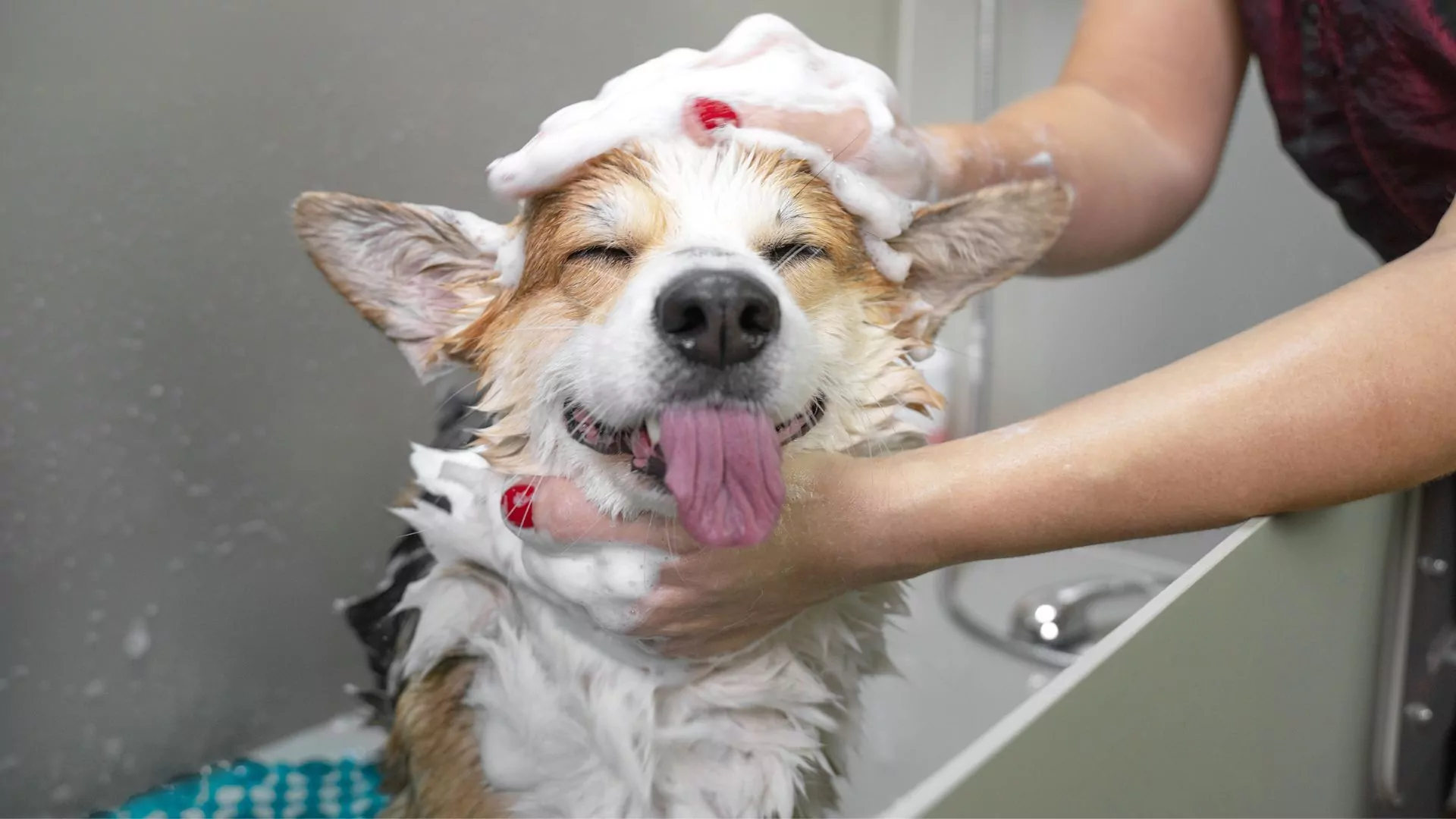 Dog enjoying a bath with soap.