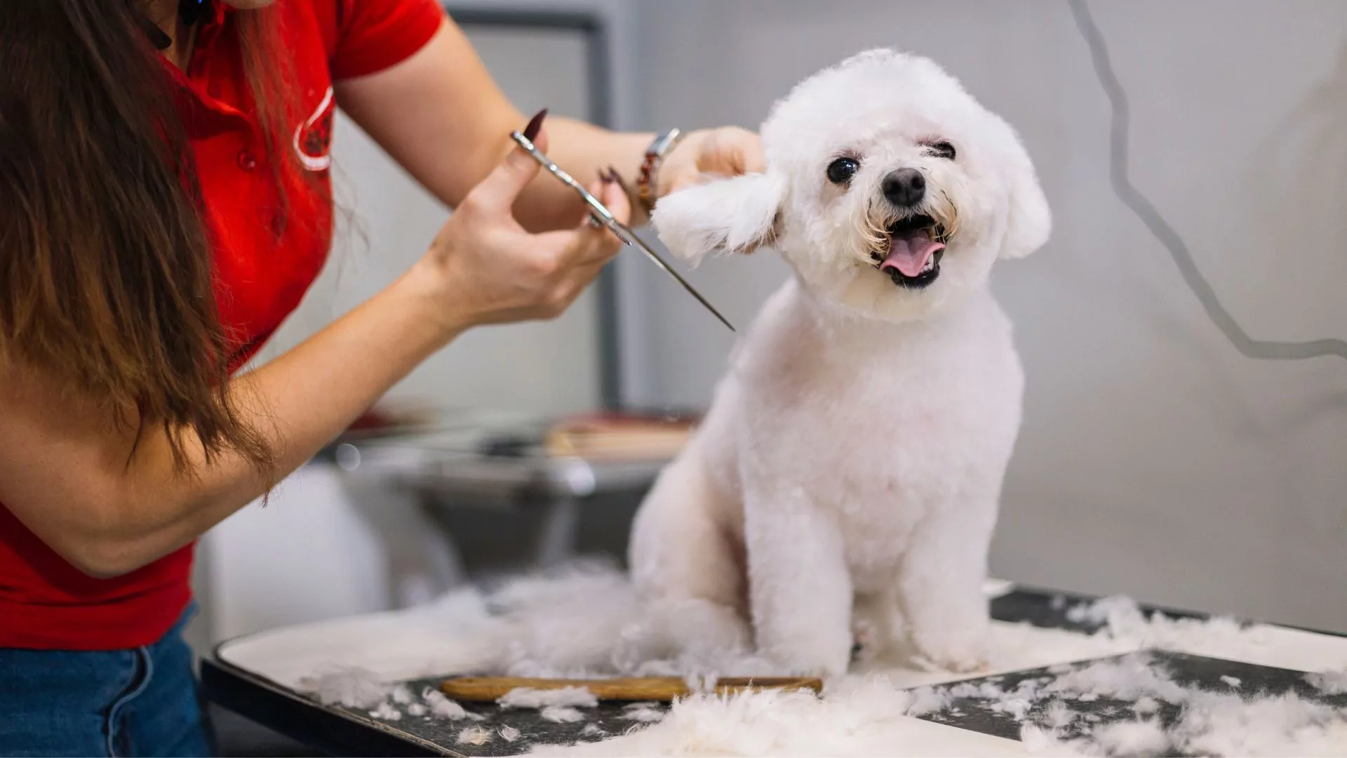 Dog getting groomed by a pet groomer