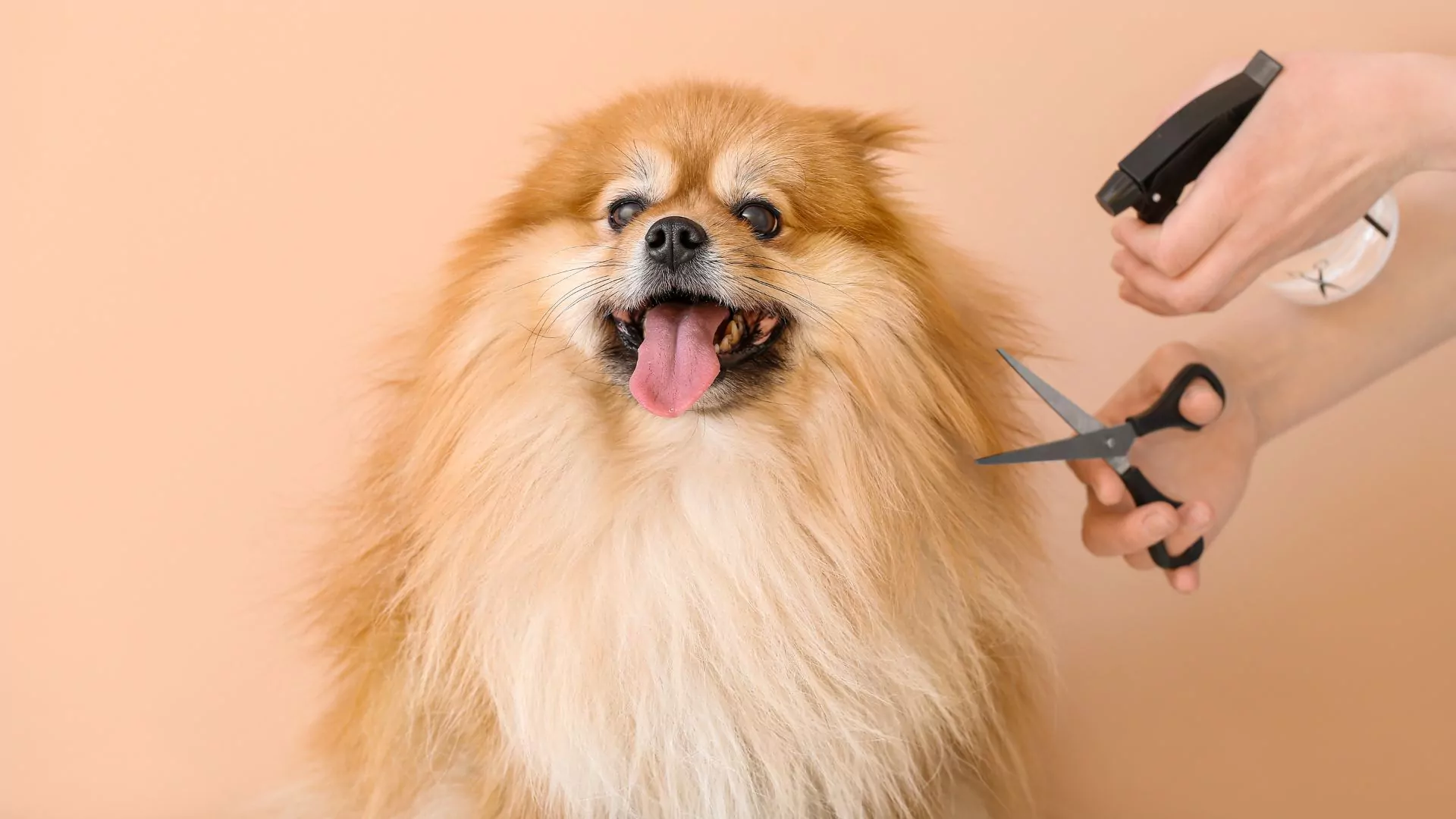 Dog getting a haircut