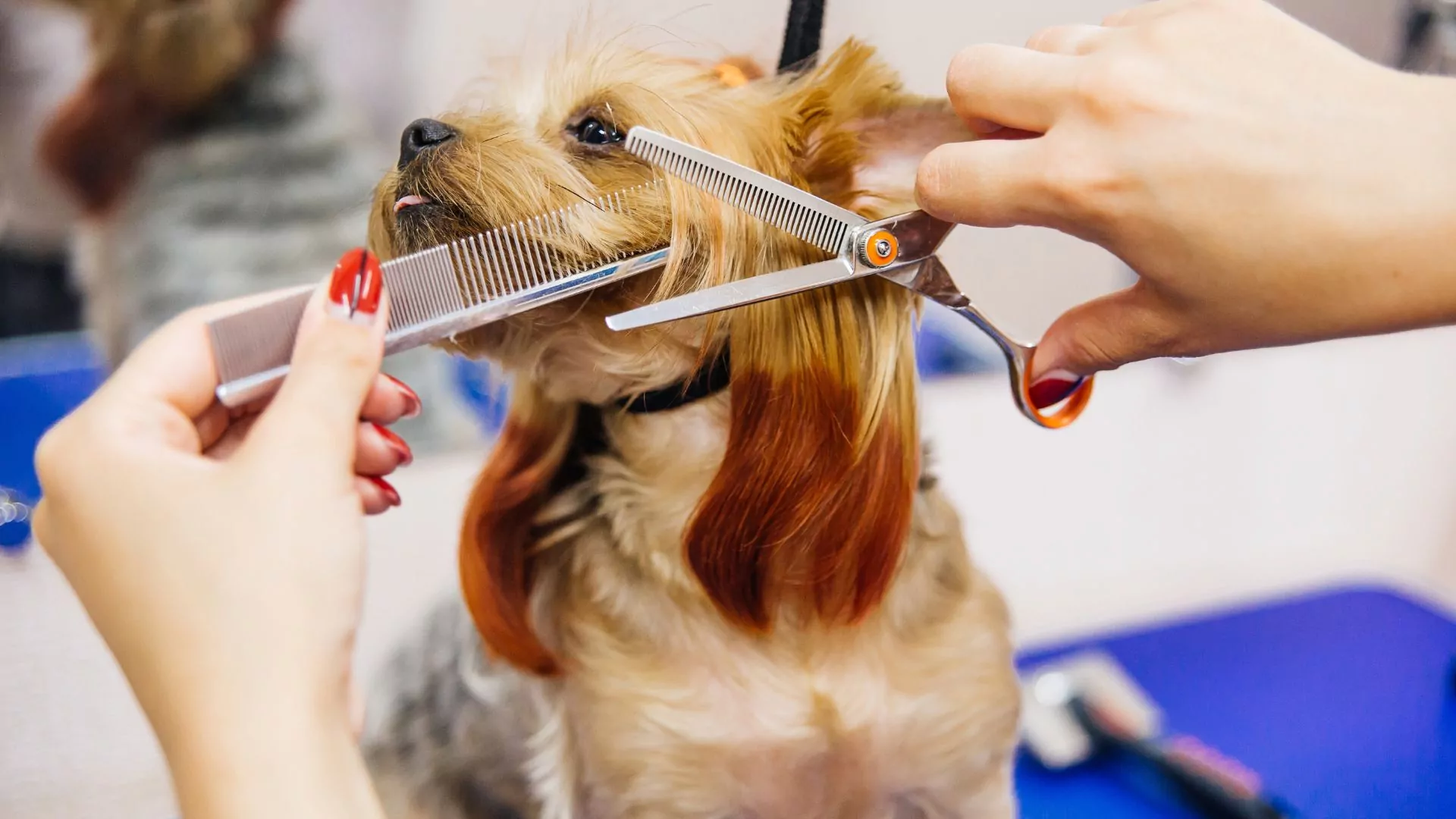 Dog being groomed with scissors