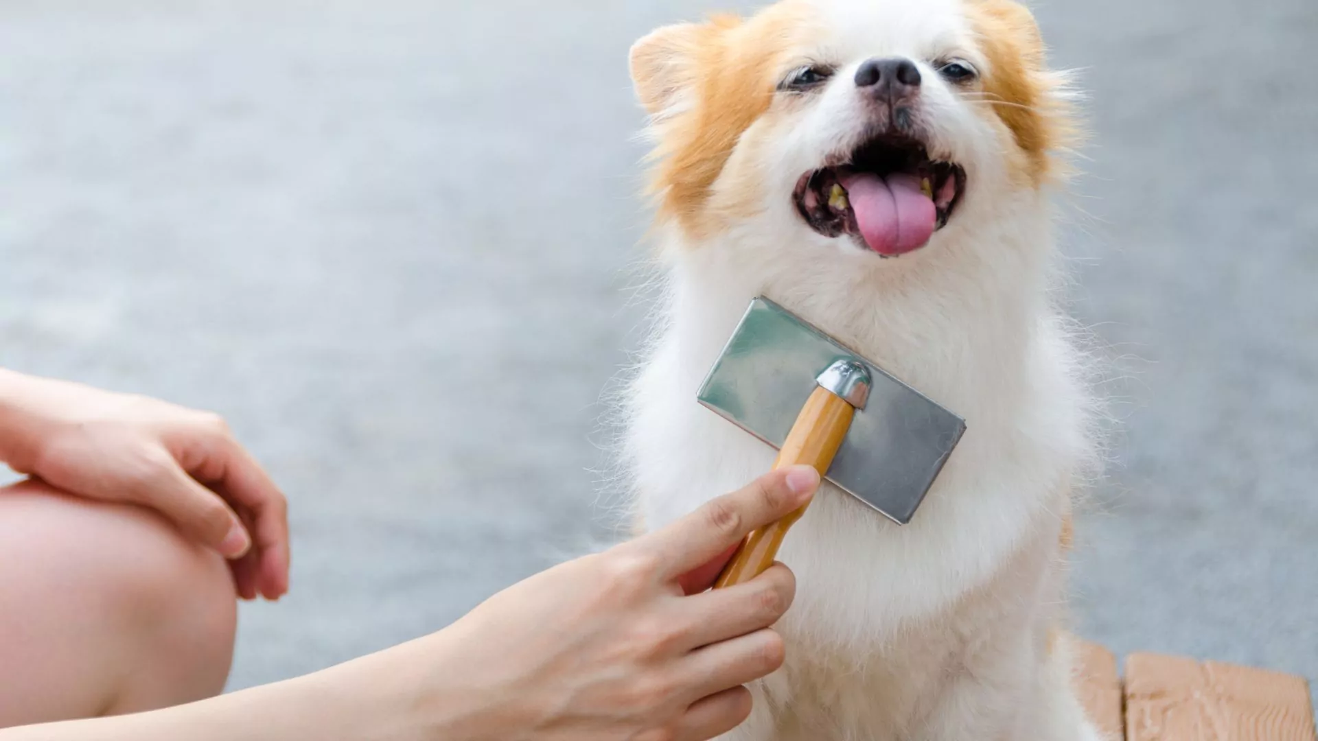 Person brushing happy dog