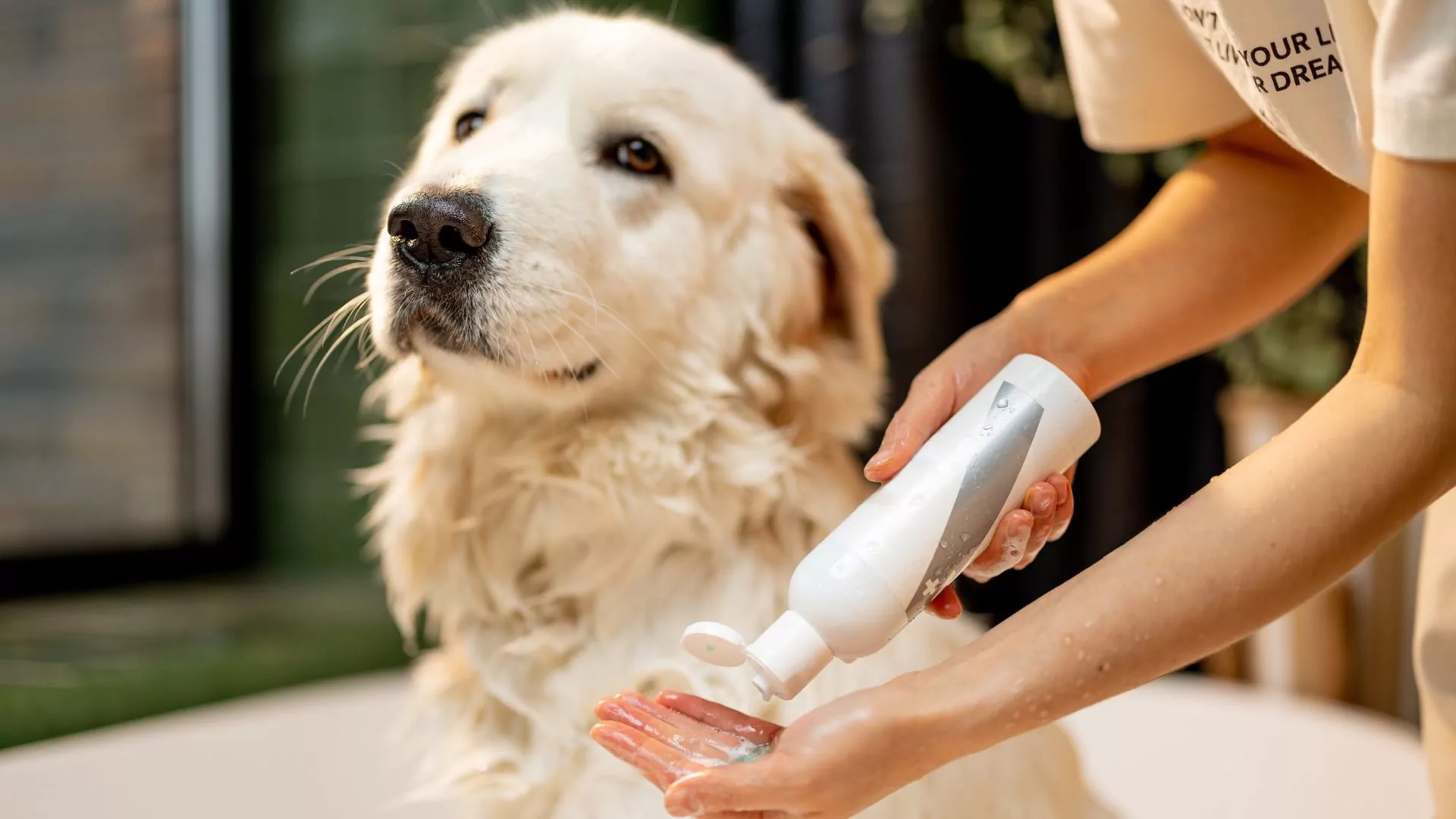 Dog being bathed with shampoo