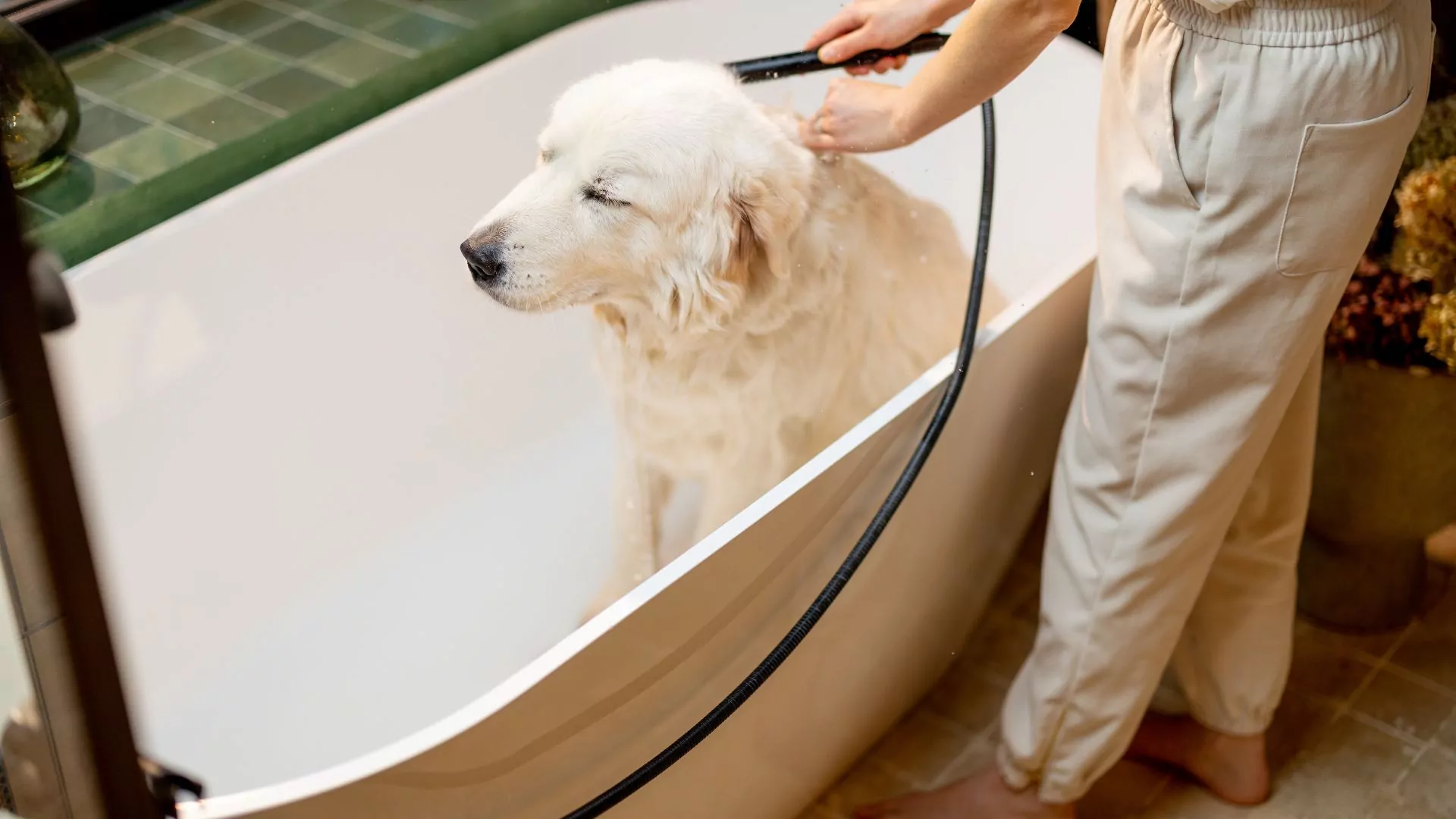 Person bathing a large white dog.