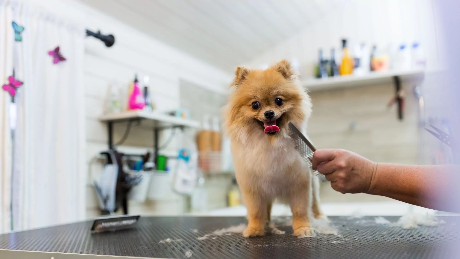 Pomeranian puppy being groomed on table.