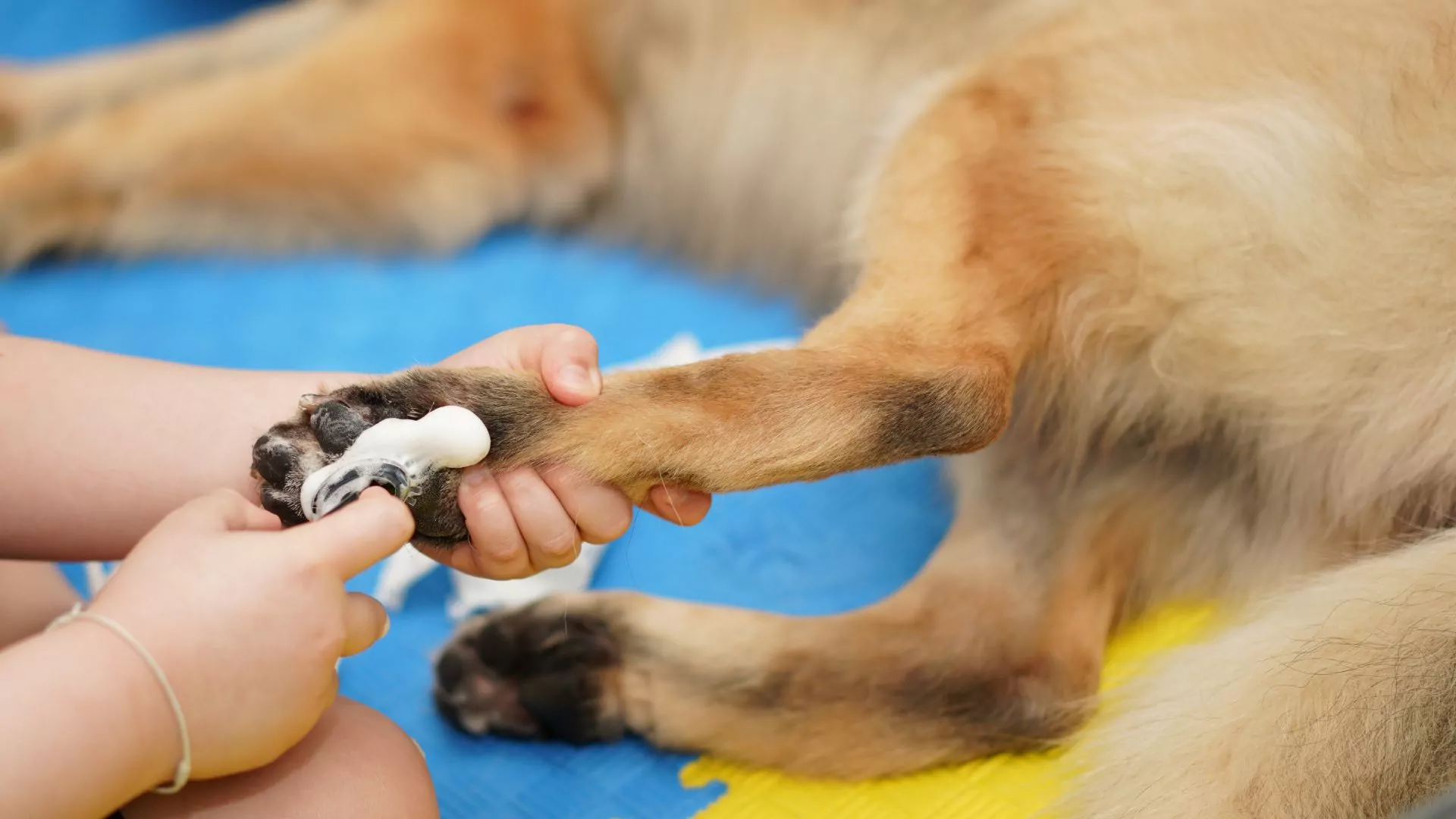 Person cleaning dog's paw with foam.