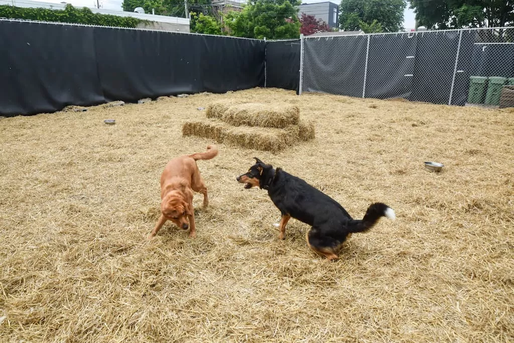 dog playing outdoor area