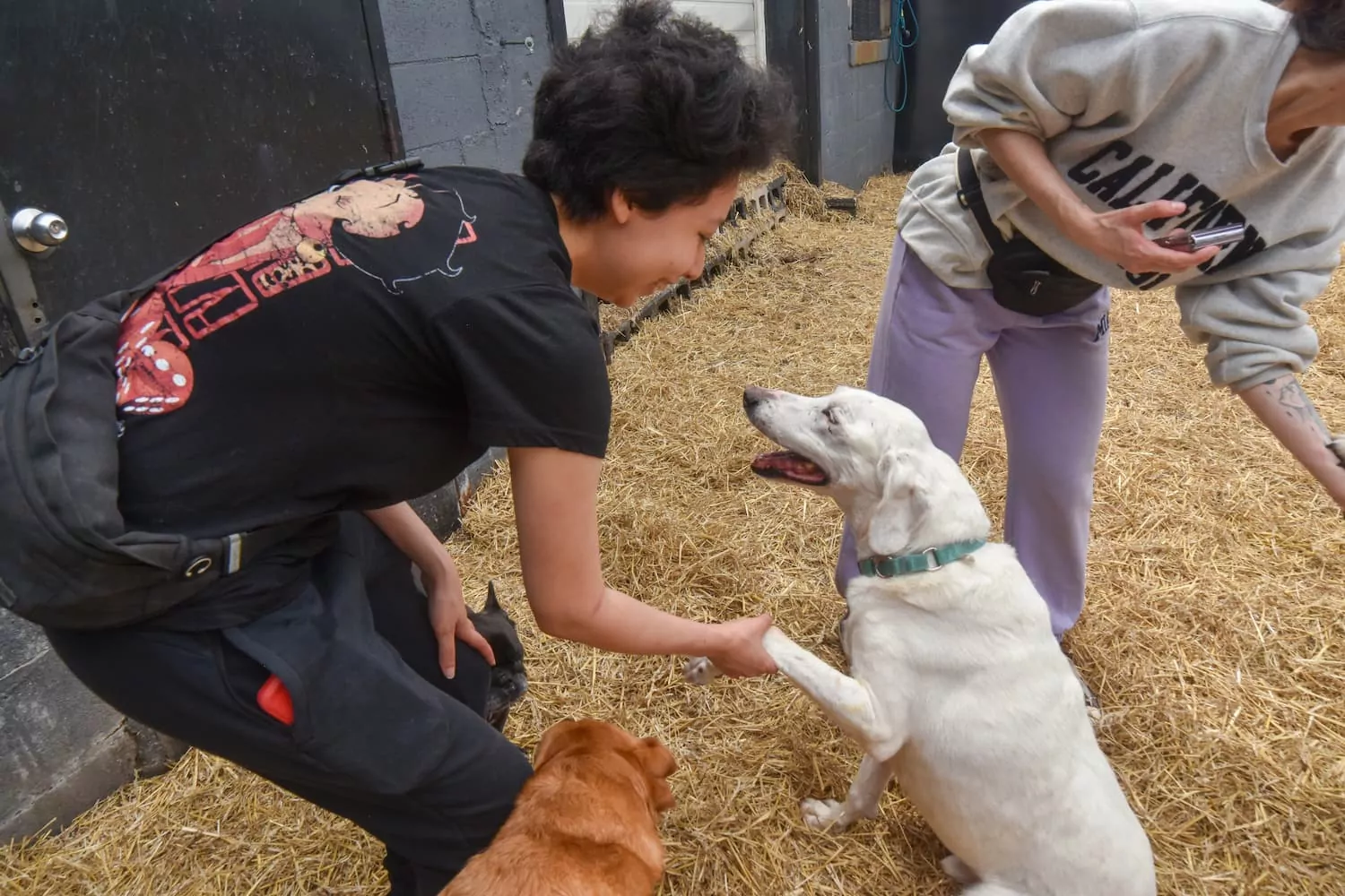 Person shaking hands with white dog outside