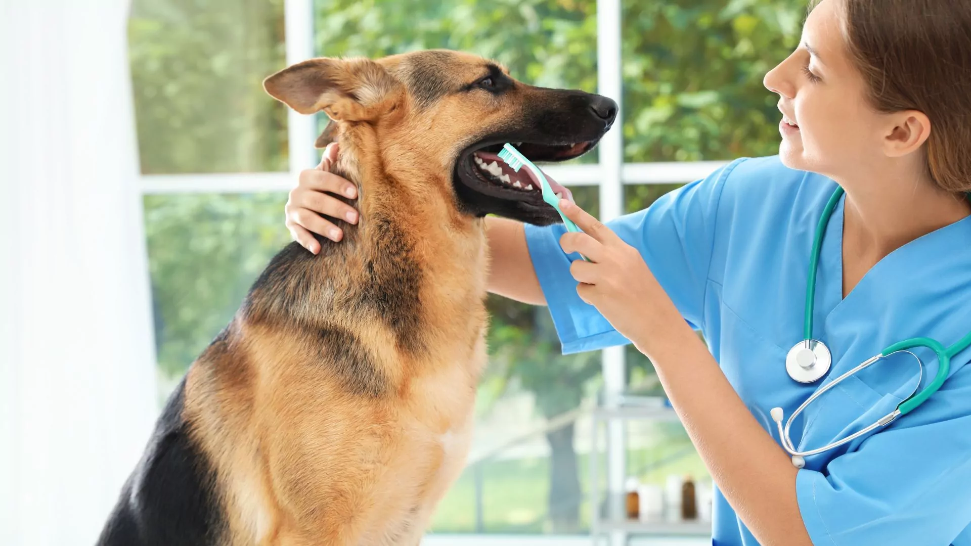 German Shepherd teeth cleaning