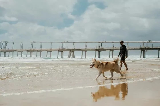 dog with handler walking on the beach