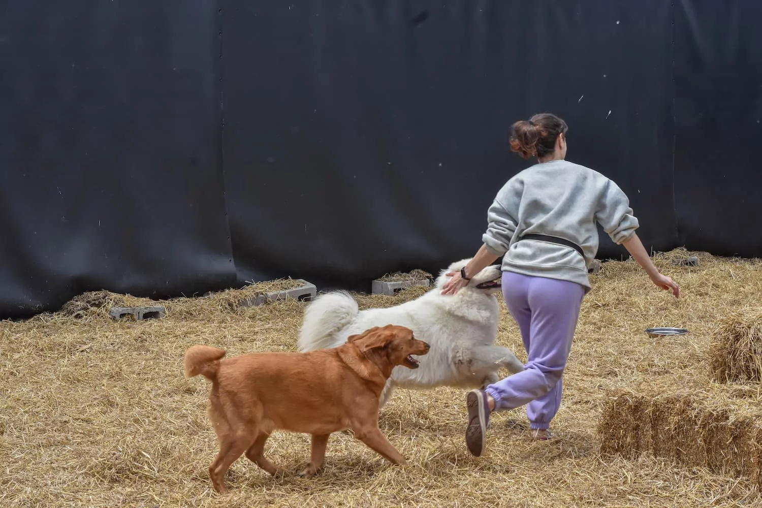 Person playing with two dogs on hay.