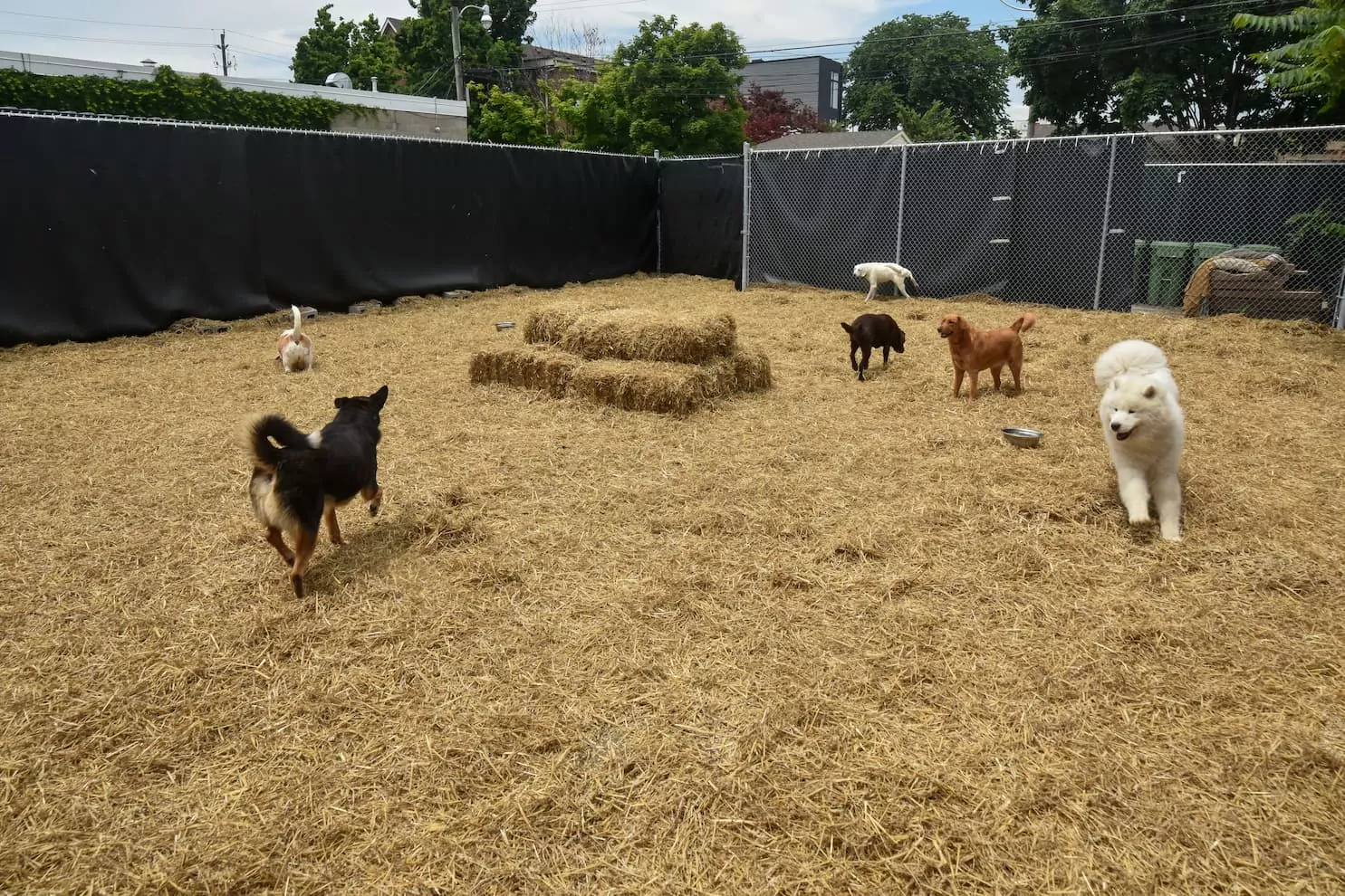 Dogs playing in a fenced yard.