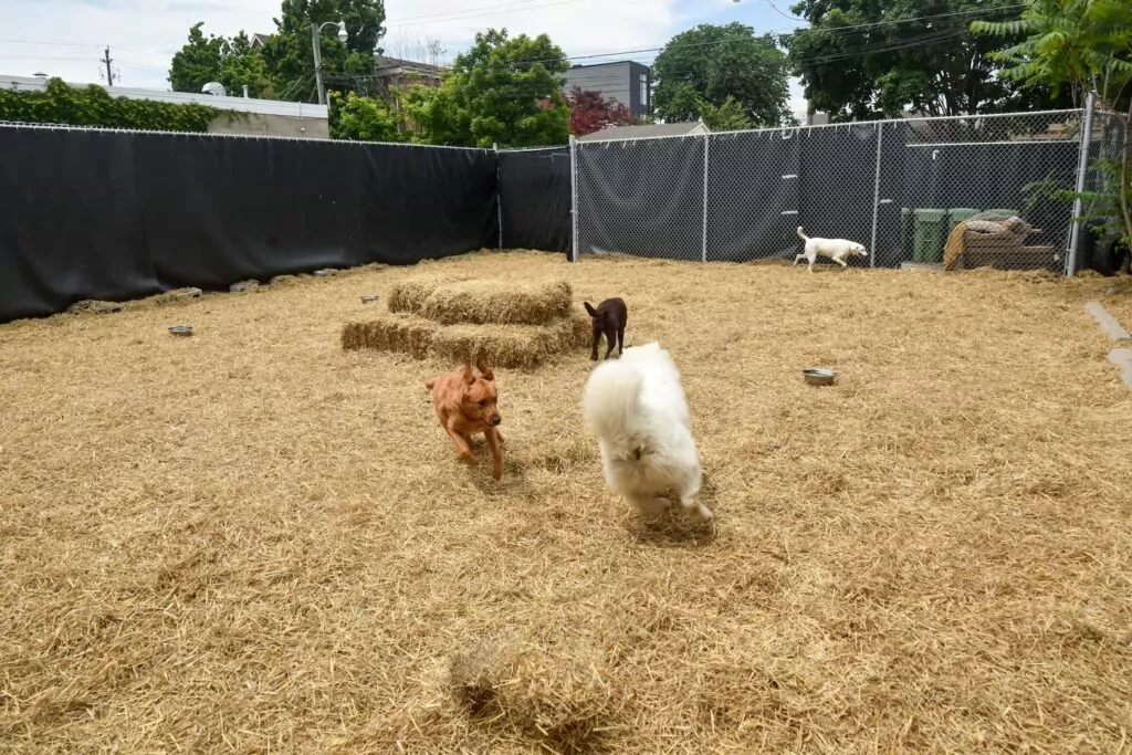 Soulmutts Outdoor playarea