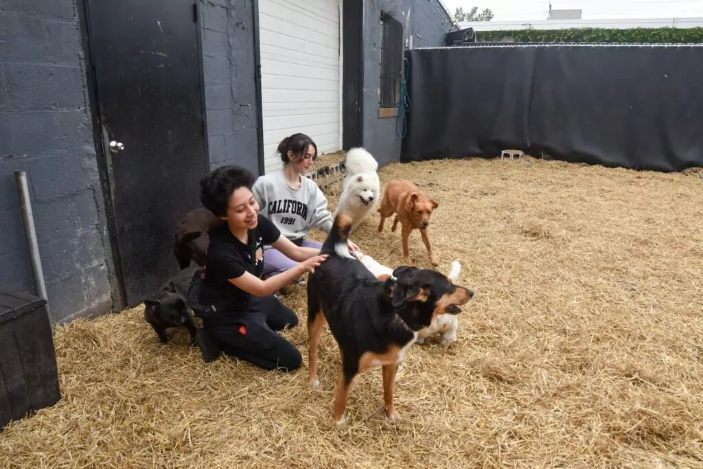 People playing with dogs in a yard