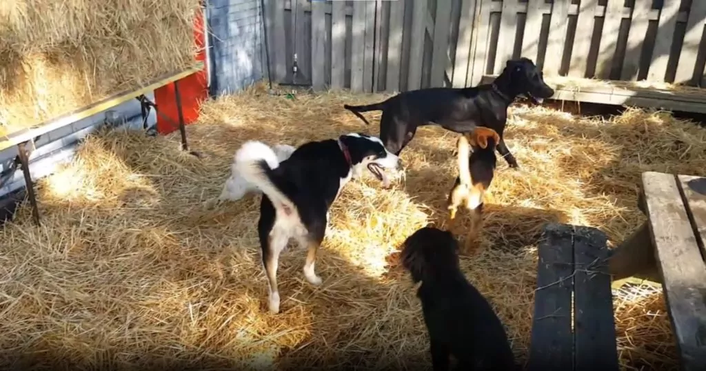 Four dogs playing in a hay-covered yard.