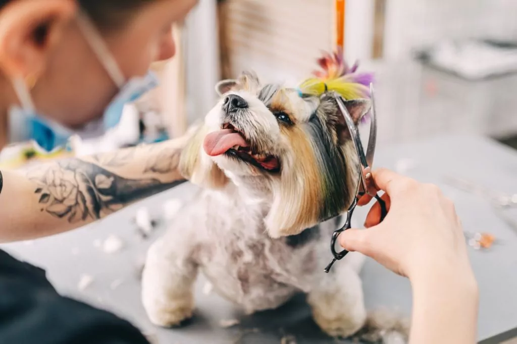 Groomer trimming colourful dog's hair on table.