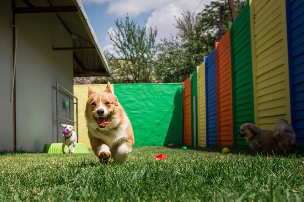 Dogs playing in colourful backyard fence.