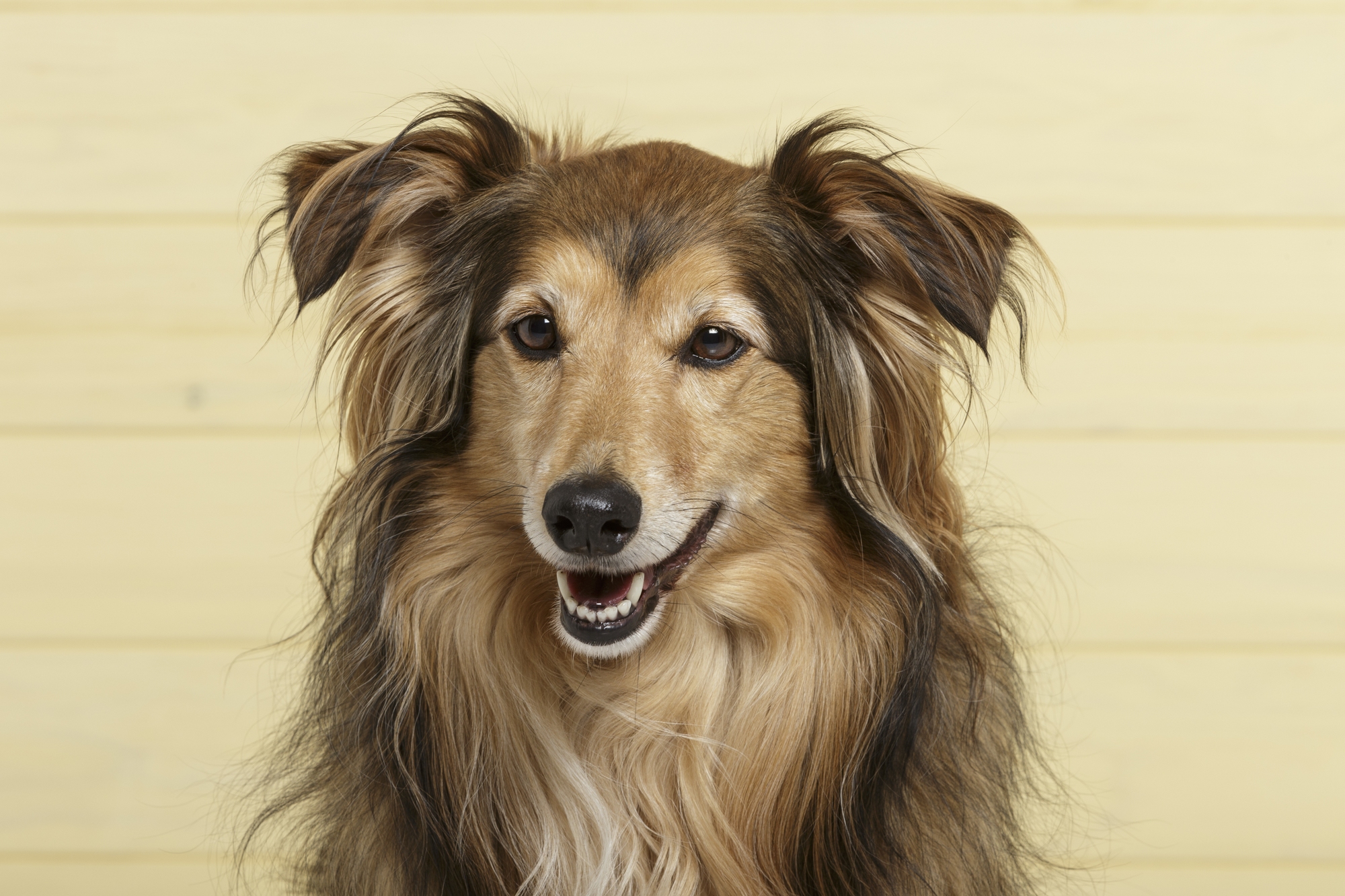 Smiling dog with long brown fur