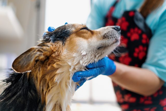 Dog enjoys bath at grooming salon.