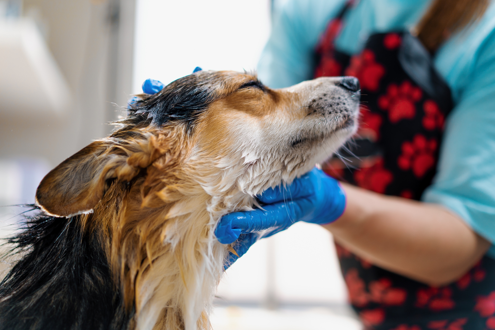 Dog enjoys bath at grooming salon.