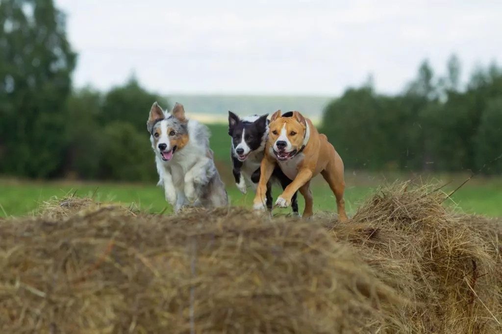 Three dogs running over hay bales outdoors.