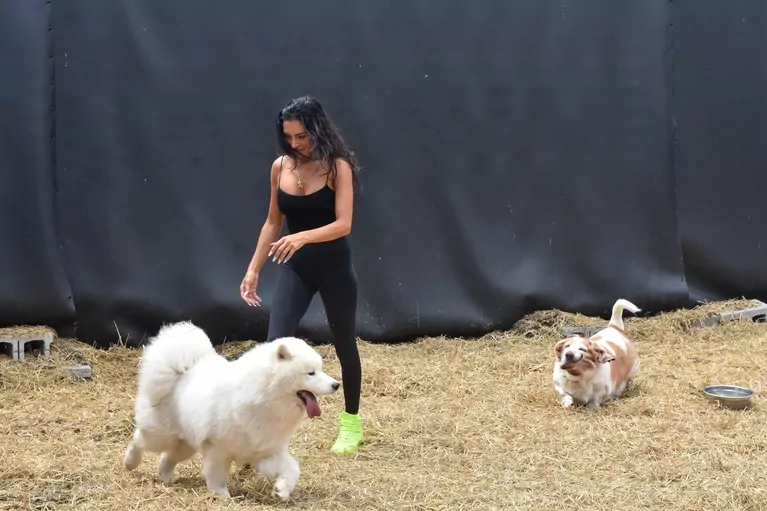 Woman playing with two dogs outside on hay.