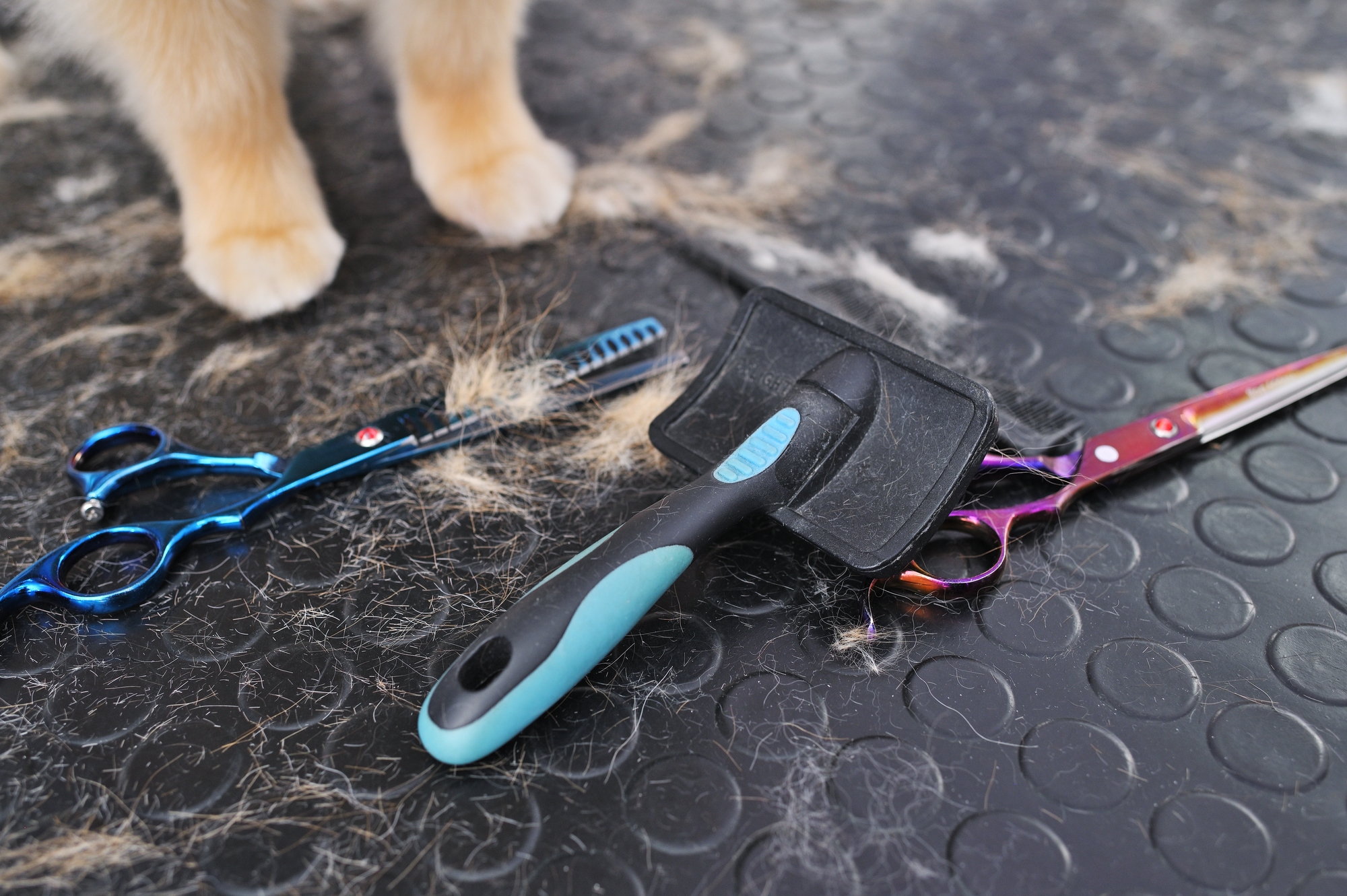 Pet grooming tools with dog fur on floor.