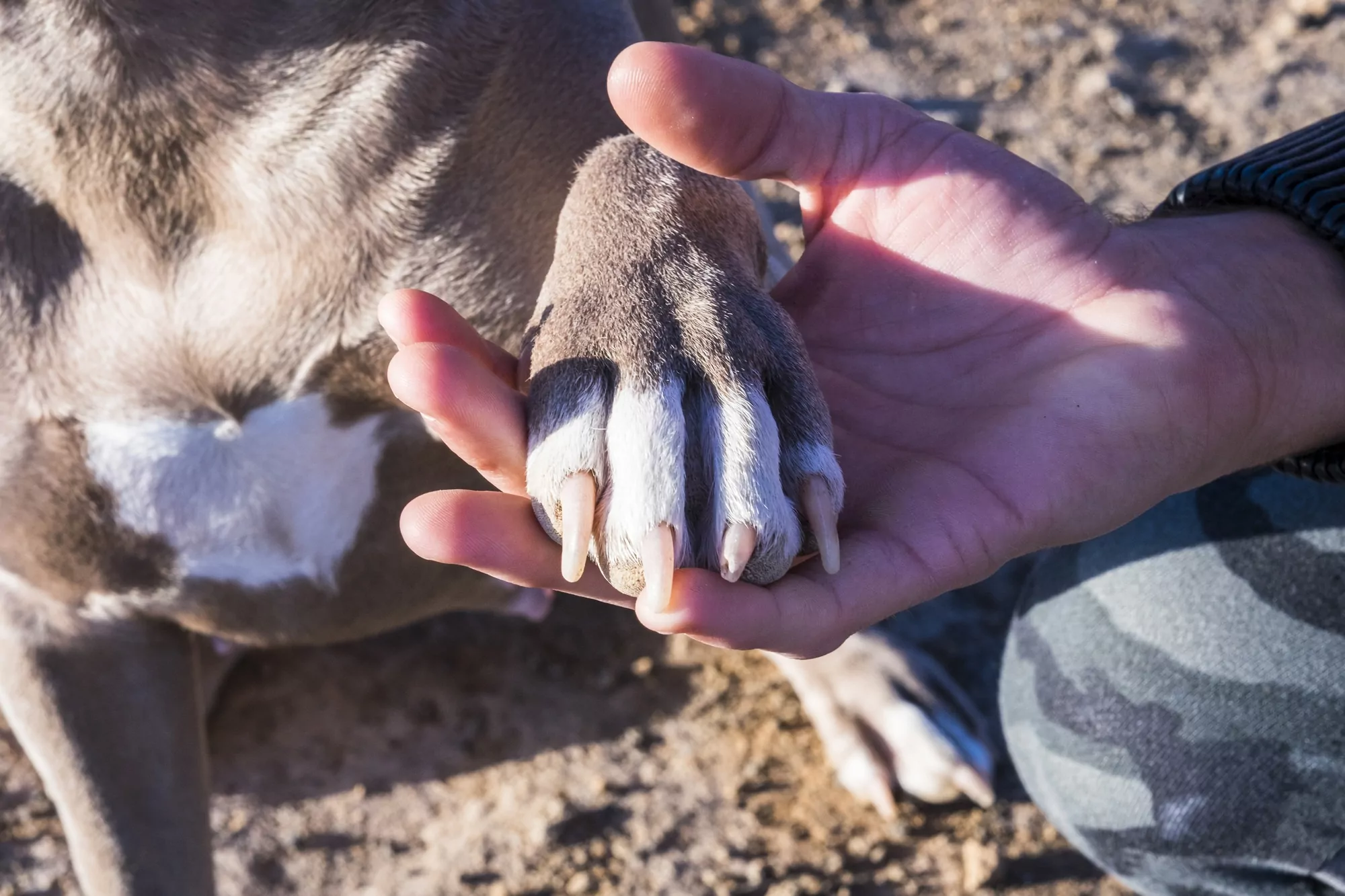 Human hand holding dog's paw outdoors.