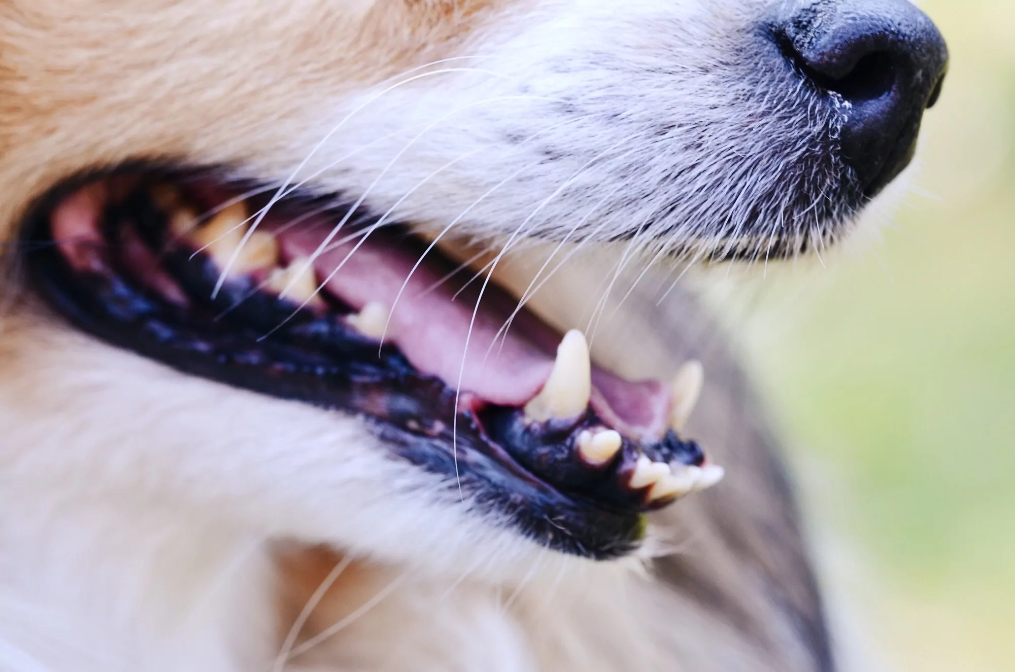 Close-up of a dog's open mouth and teeth.