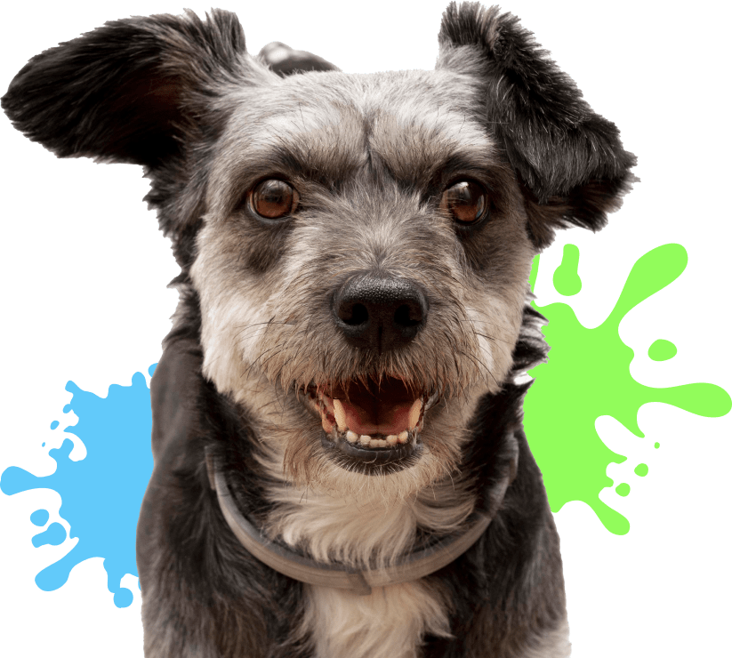 Happy dog with colourful paint splashes