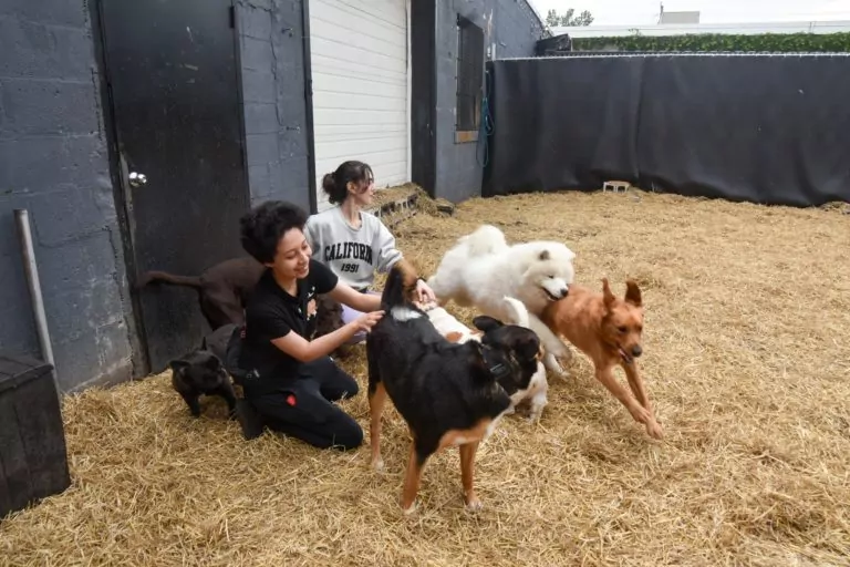 People playing with dogs in outdoor play area.