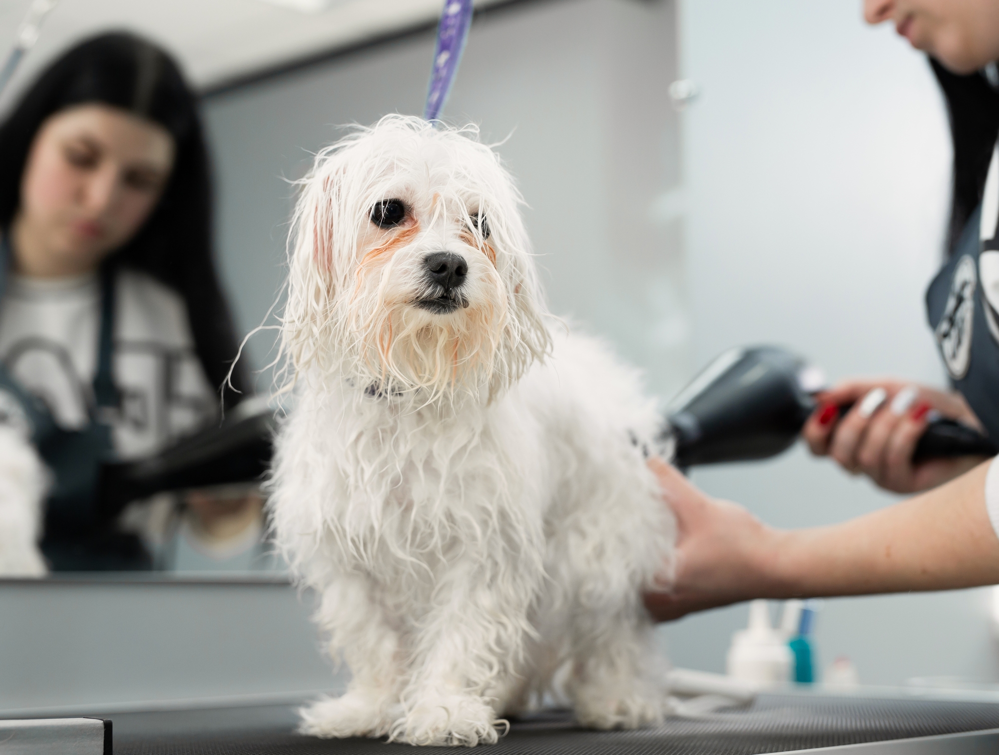 Small white dog being blow-dried at groomer.