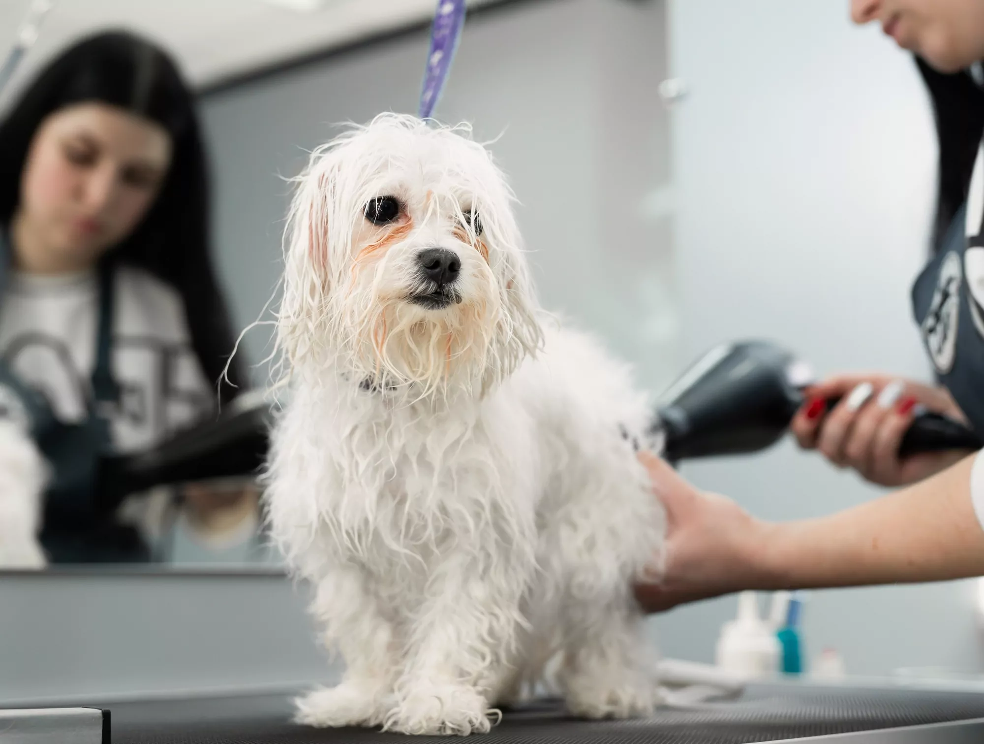 Small white dog being blow-dried at groomer.