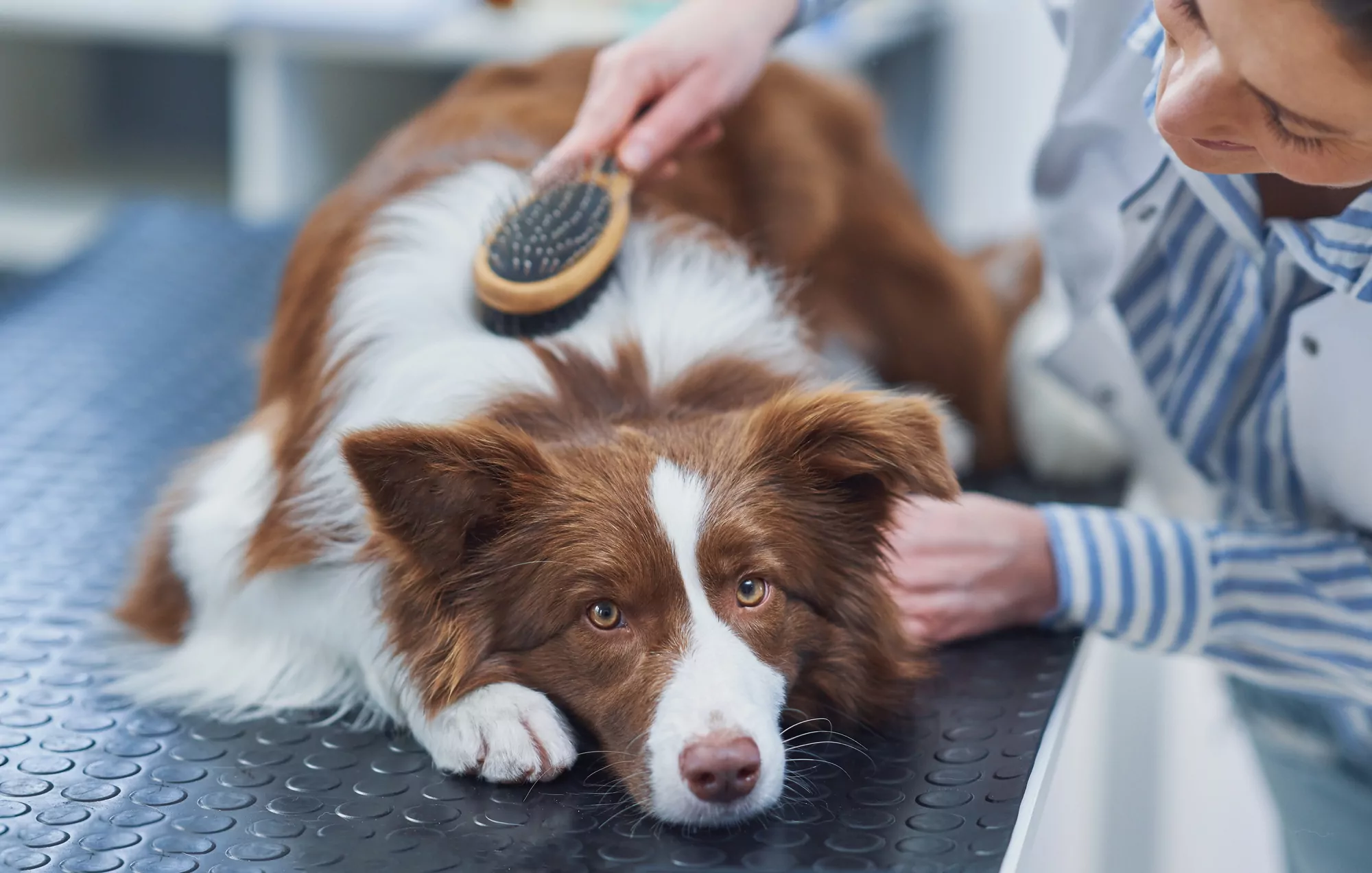 Vet brushing a relaxed dog at clinic