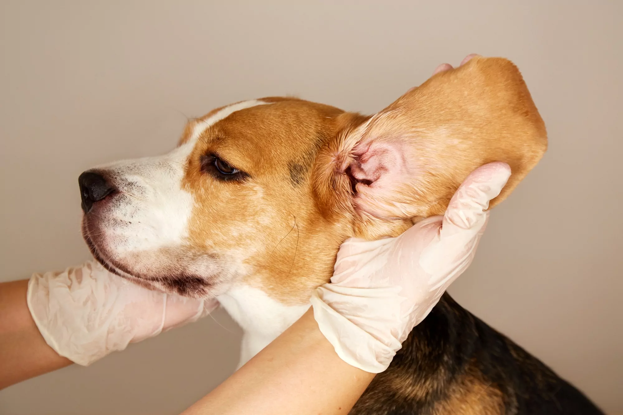 Vet examining dog's ear health and cleanliness.