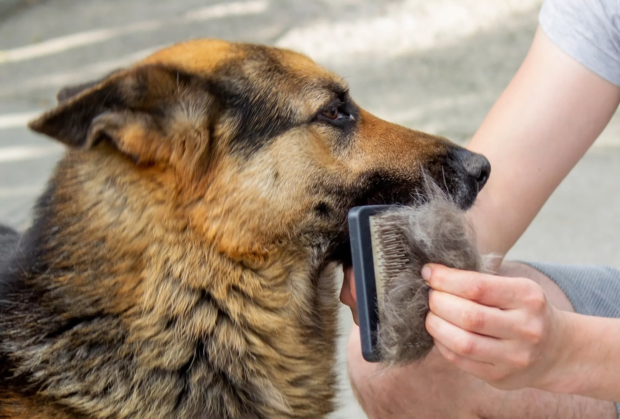 Brushing a German Shepherd