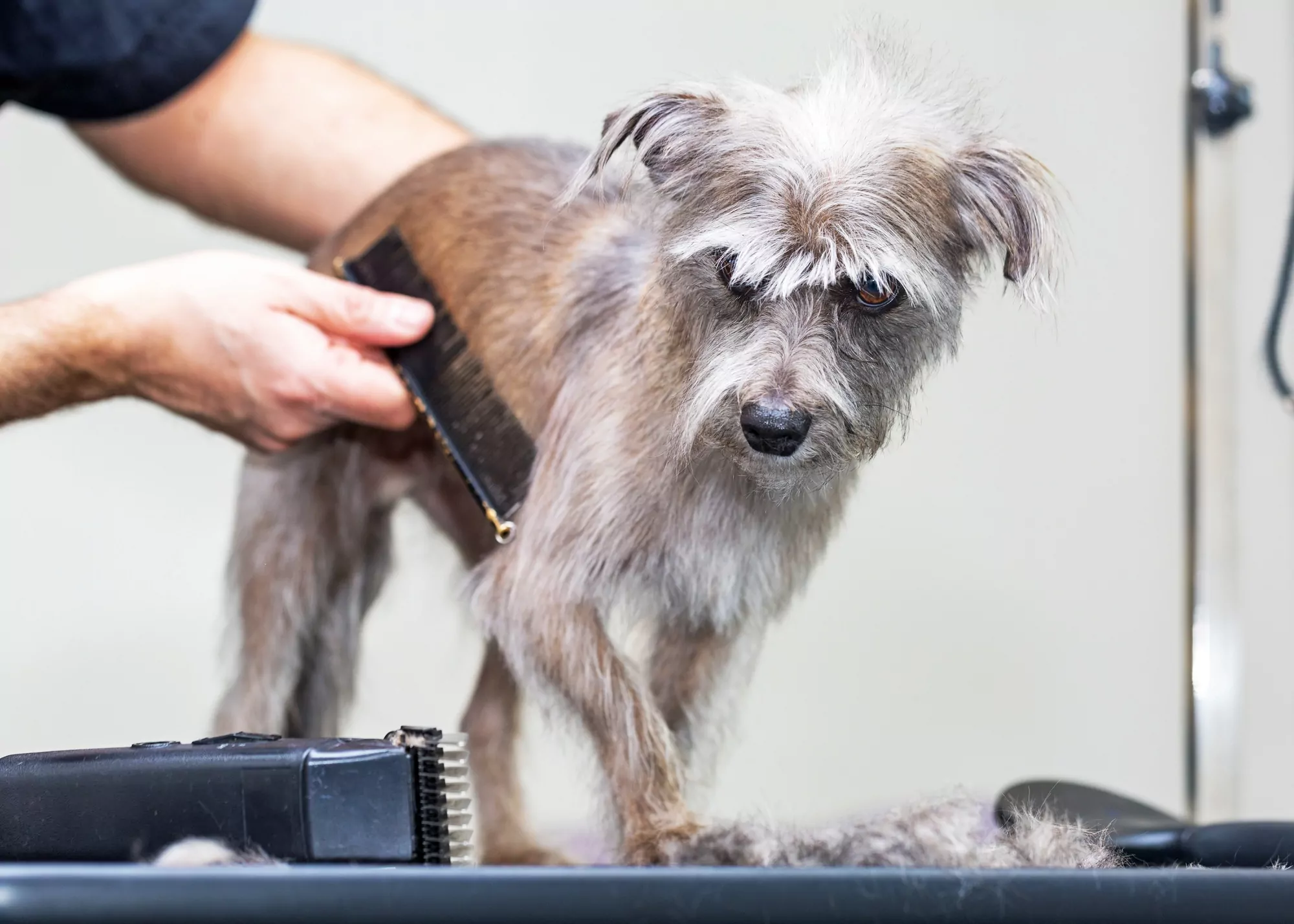 Grooming a small dog with clippers and comb.