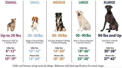 Dog size chart for collars and harnesses.