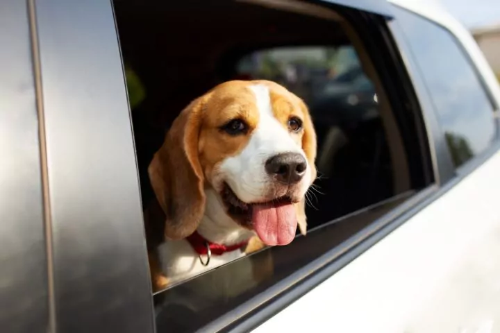 Happy dog with tongue out in car window.